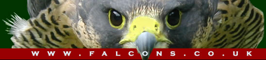 Falcons.co.uk