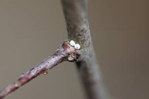 Butterfly eggs on young blackthorn
