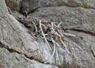 Male Saker sitting on cliff-nest of Raven built mainly of bones © Tomas Kunca