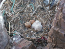 Newly-hatched chicks © Andrew Dixon