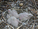 Chicks ca. 7-days old © Shane McPherson