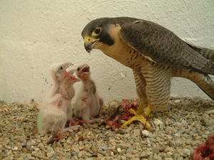 Imprint feeding chicks