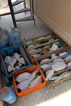 Smuggled falcons confiscated in Sharjah, UAE © Anne Paz.