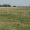 Hungarian grassland. © Andrew Dixon