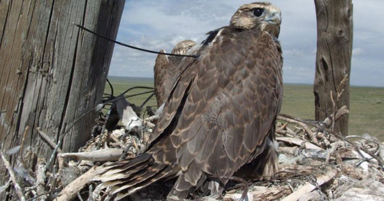 Young Saker Falcon fitted with a satellite tag in Northern Mongolia. © Andrew Dixon